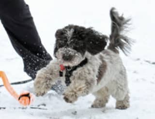 Should I play Tug with my dog?