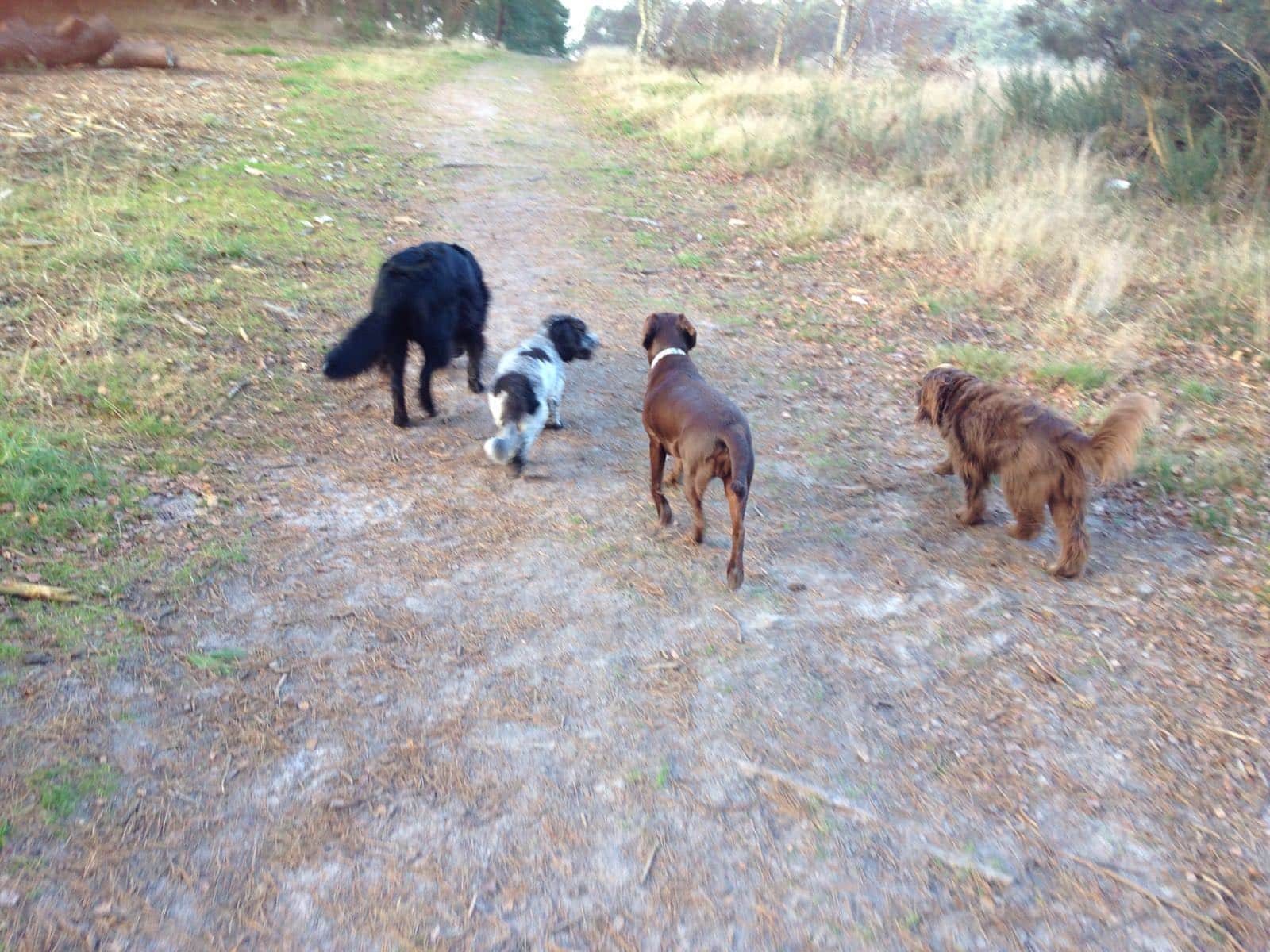 Choosing a dog walker or day care provider