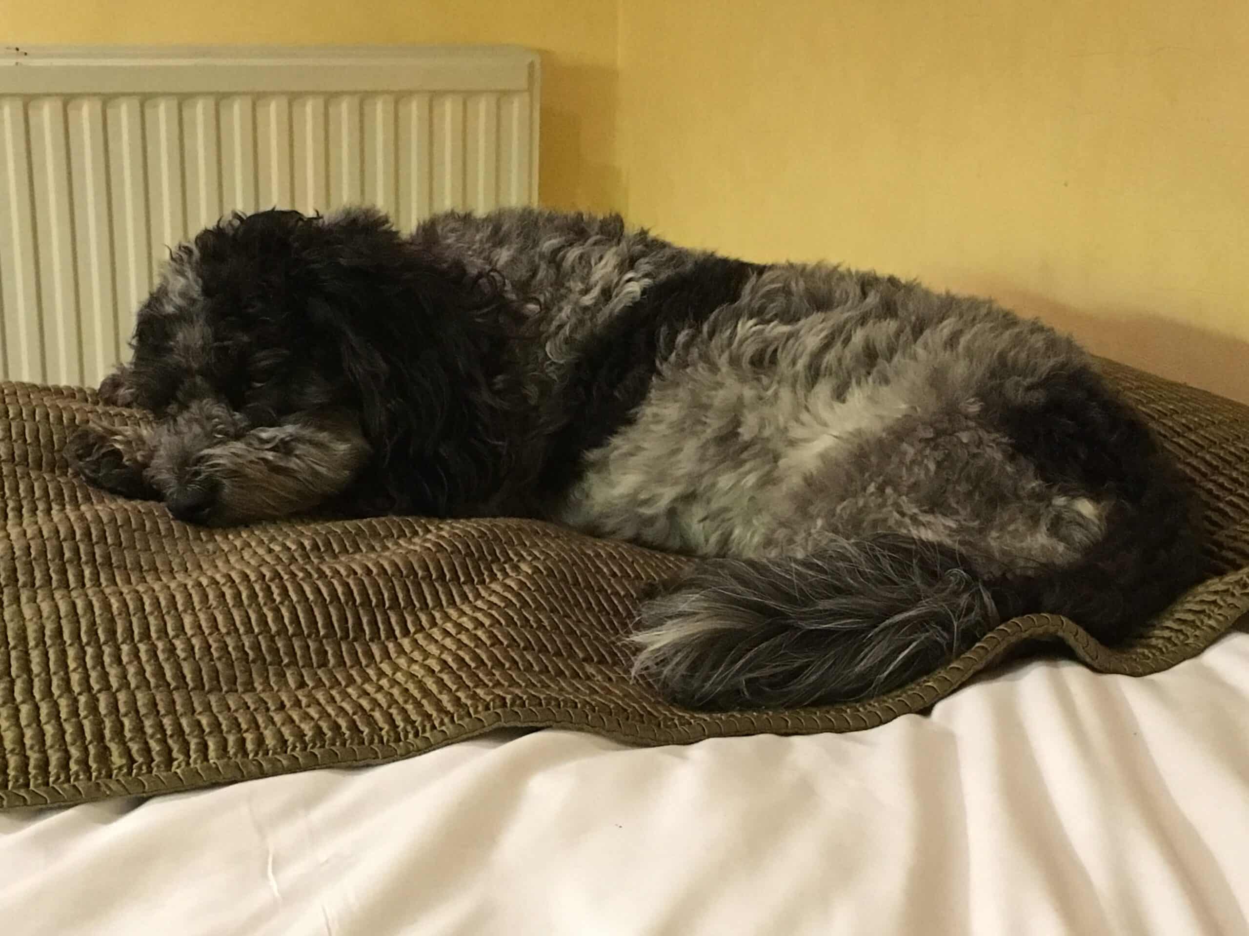 Your dog and the Covid lockdown