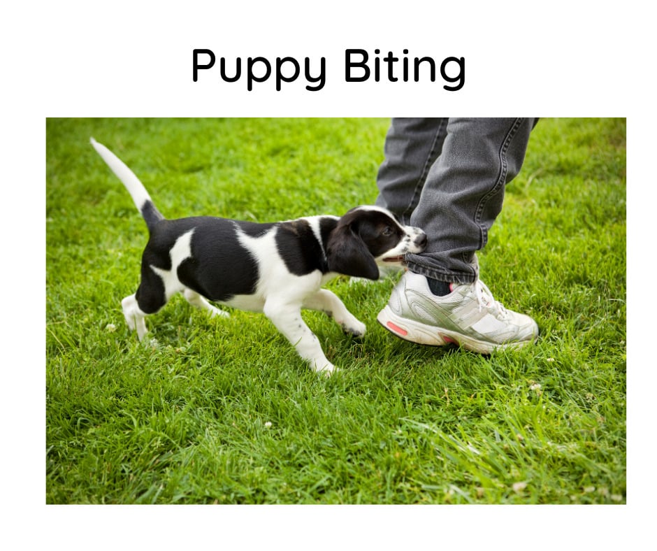 Puppy Biting – why oh why?