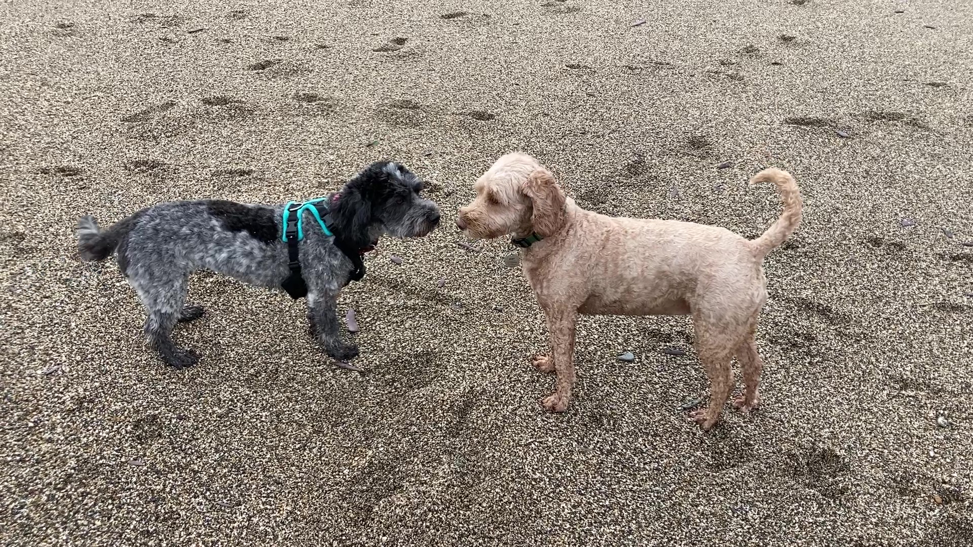 Play and the puppy class…..