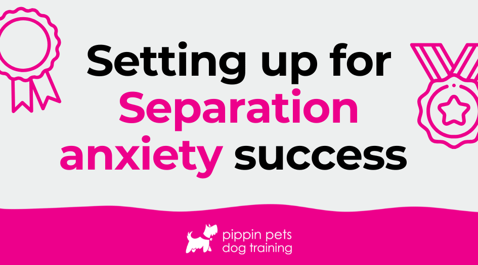 Setting up for separation anxiety success