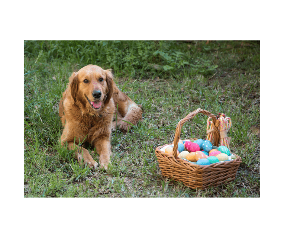 Have a Dog Safe Easter