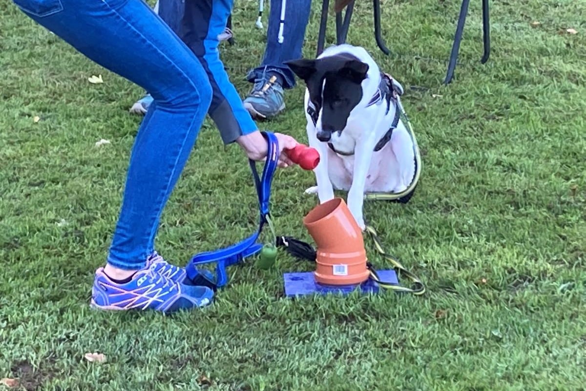 Podcast – Ep 35 – Scentwork and why dogs love it