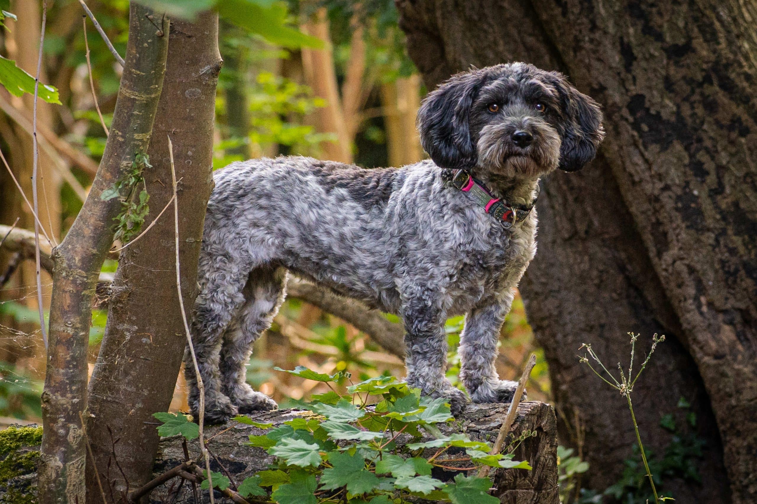 Reba - separation Anxiety dog