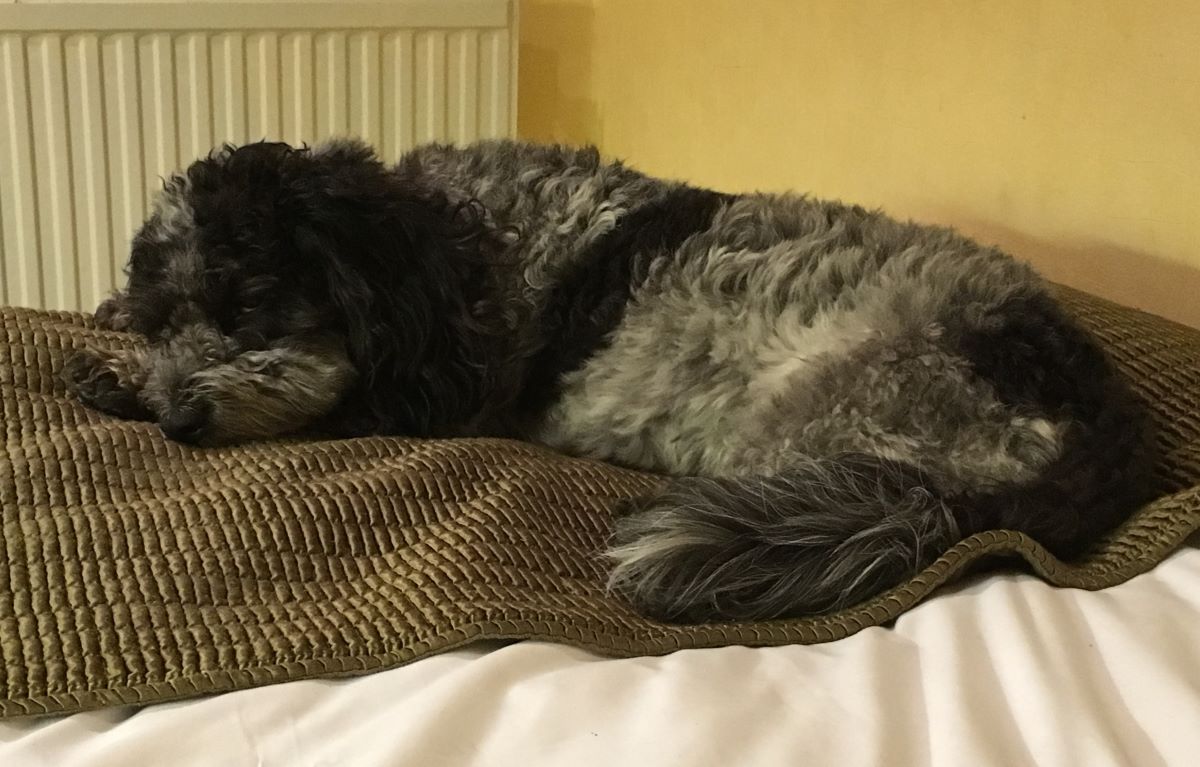 Podcast – Ep 32 – Should I let my dog sleep on my bed?