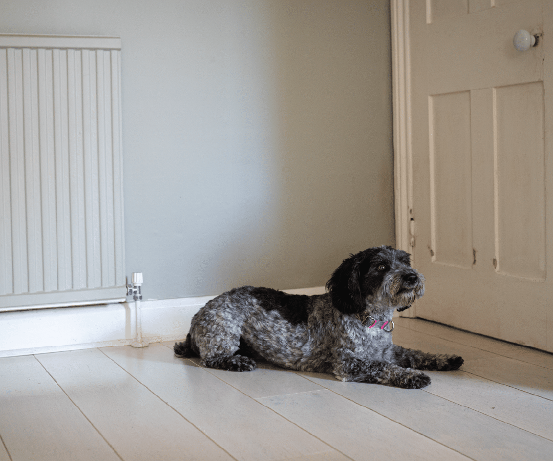 separation anxiety dog reba waiting by the door