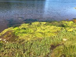 blue green algae toxic to dogs