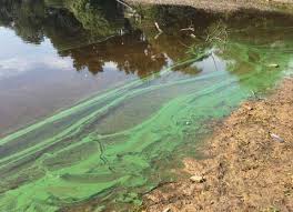blue green algae is toxic to dogs