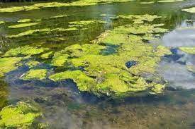 Why do you need to know about Blue-Green Algae?
