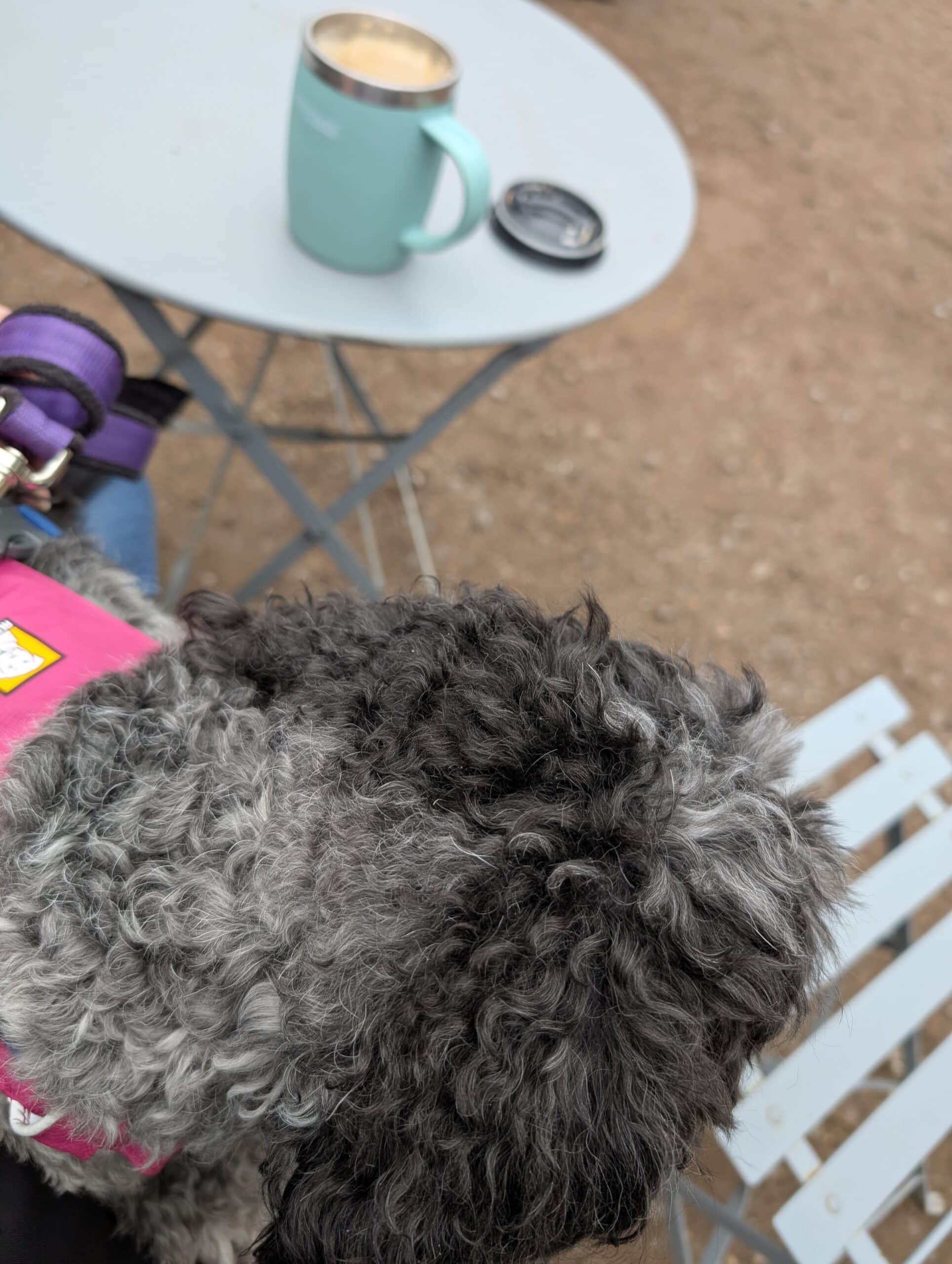 dog cafe trip 
