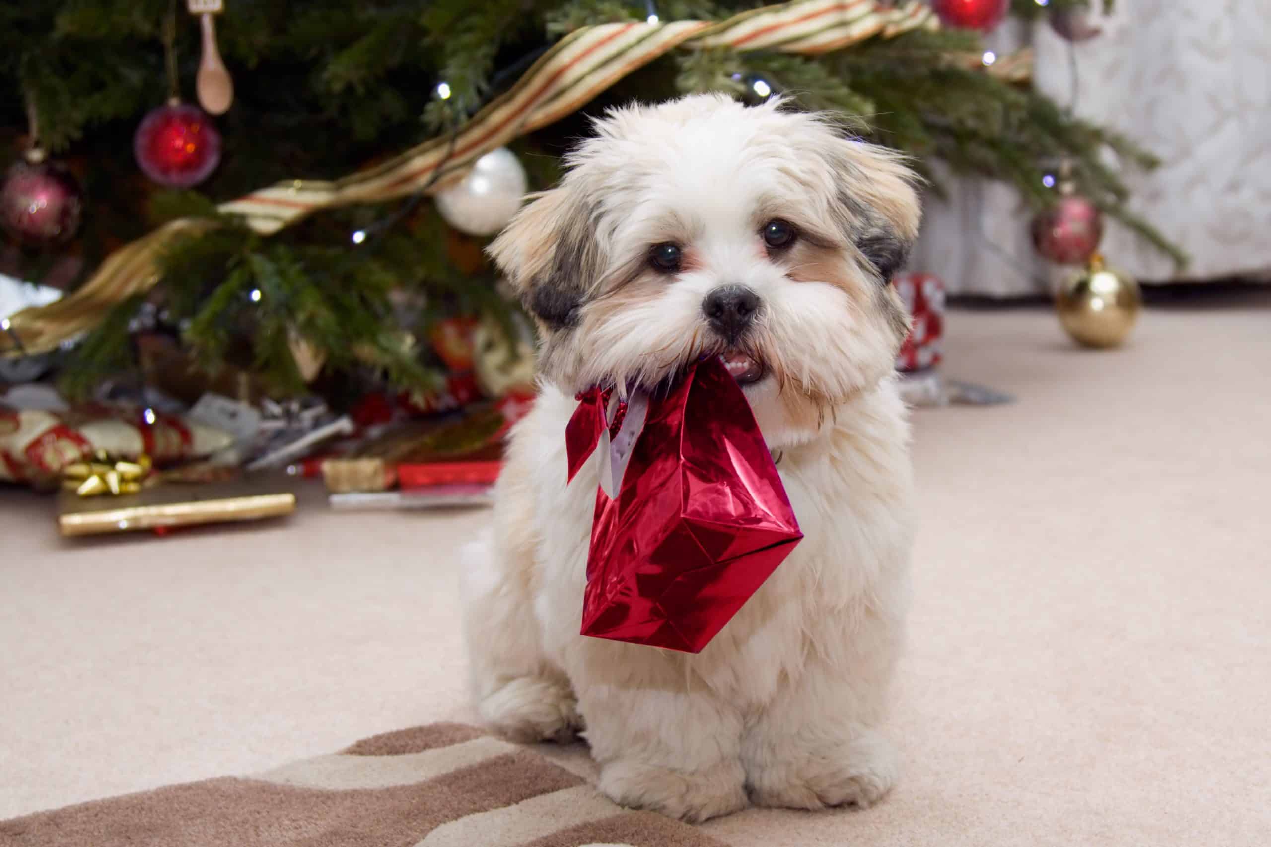 Dogs and Christmas – top tips