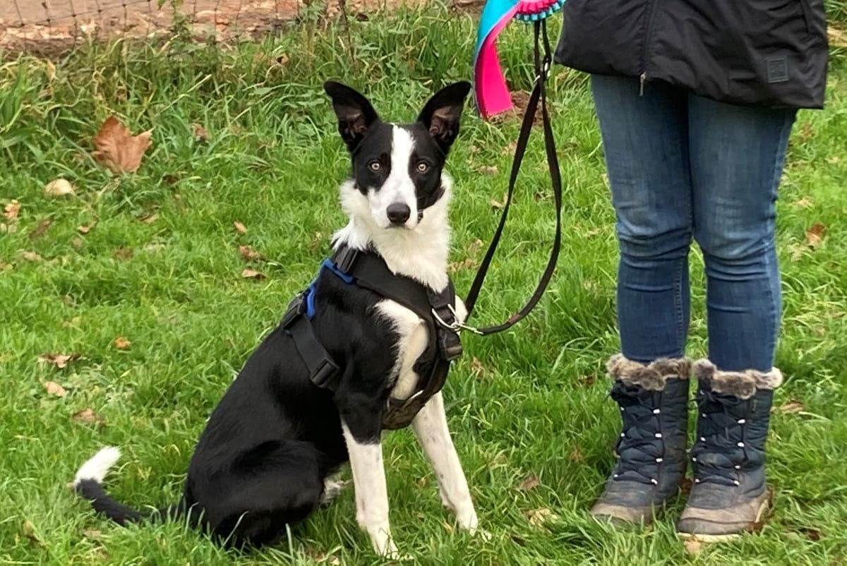 Podcast – Ep 28 – Breed Focus – Border Collies with Martina Miradoli