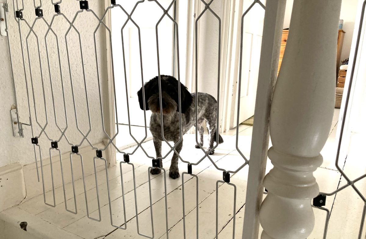 The Dog-G8 is not just an ordinary stairgate