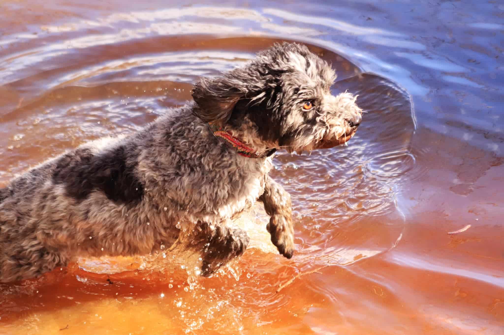Keeping dogs safe in hot weather