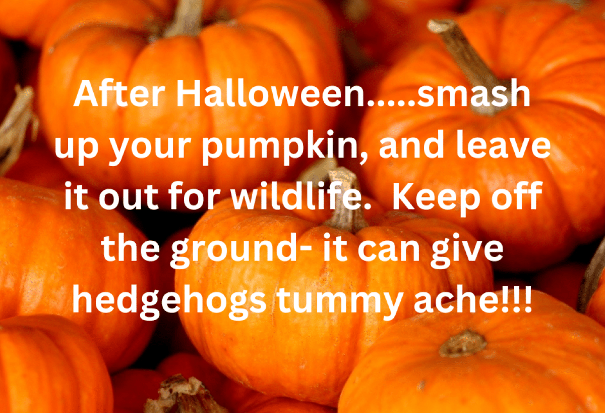 Podcast Ep 1 – Halloween! Make it less scary for our dogs