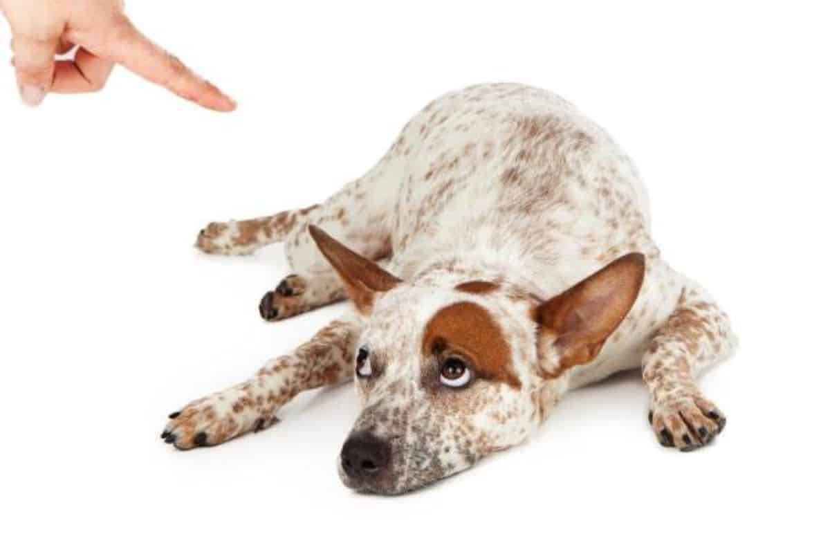 How often do you say NO to your dog?